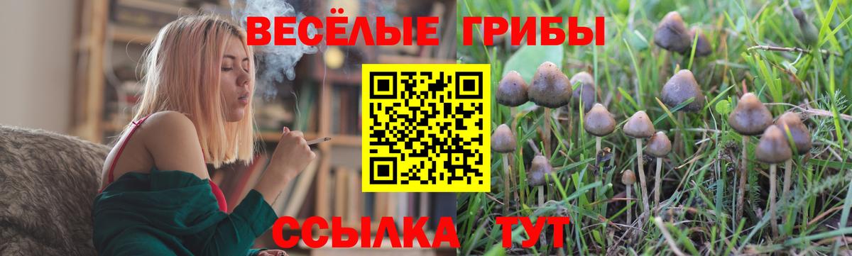 Псилоцибиновые грибы GOLDEN TEACHER  купить наркотики сайты  Торжок  Псилоцибиновые грибы MAGIC MUSHROOMS  Вход с VPN 